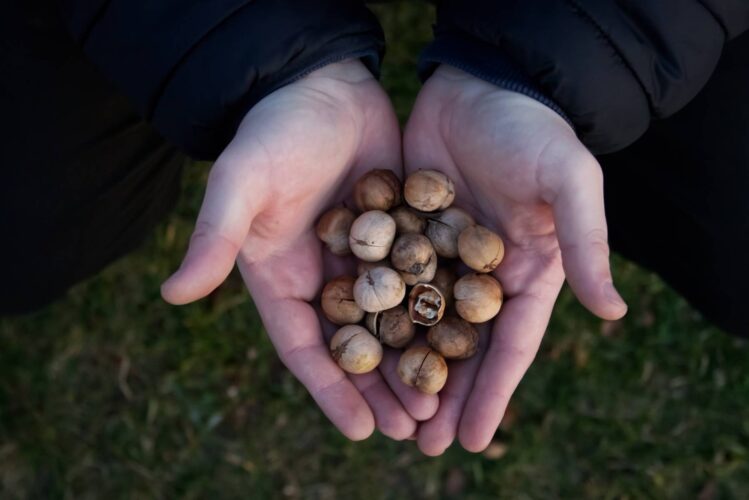 Hickory Tree Nuts, Wild Persimmons, and Pine Needle Tea